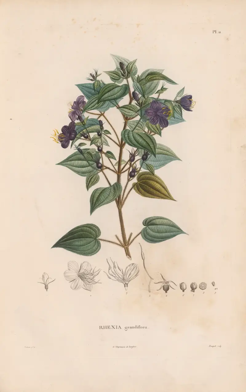 Botanik Taf. 10 von Alexander von Humboldt