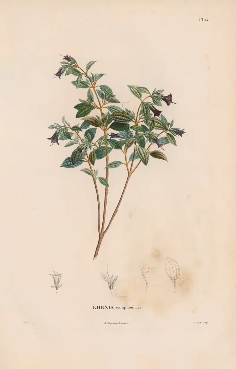 Botanique Pl.13, Alexander von Humboldt