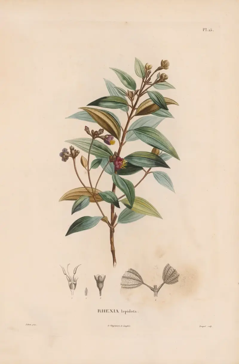 Botanik Taf. 14 von Alexander von Humboldt