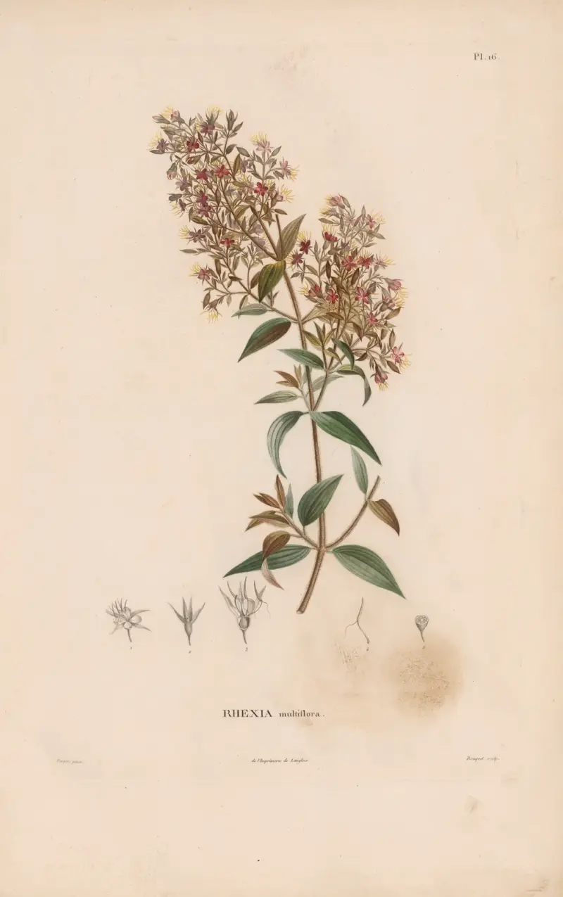 Botanik Tafel 15 von Alexander von Humboldt
