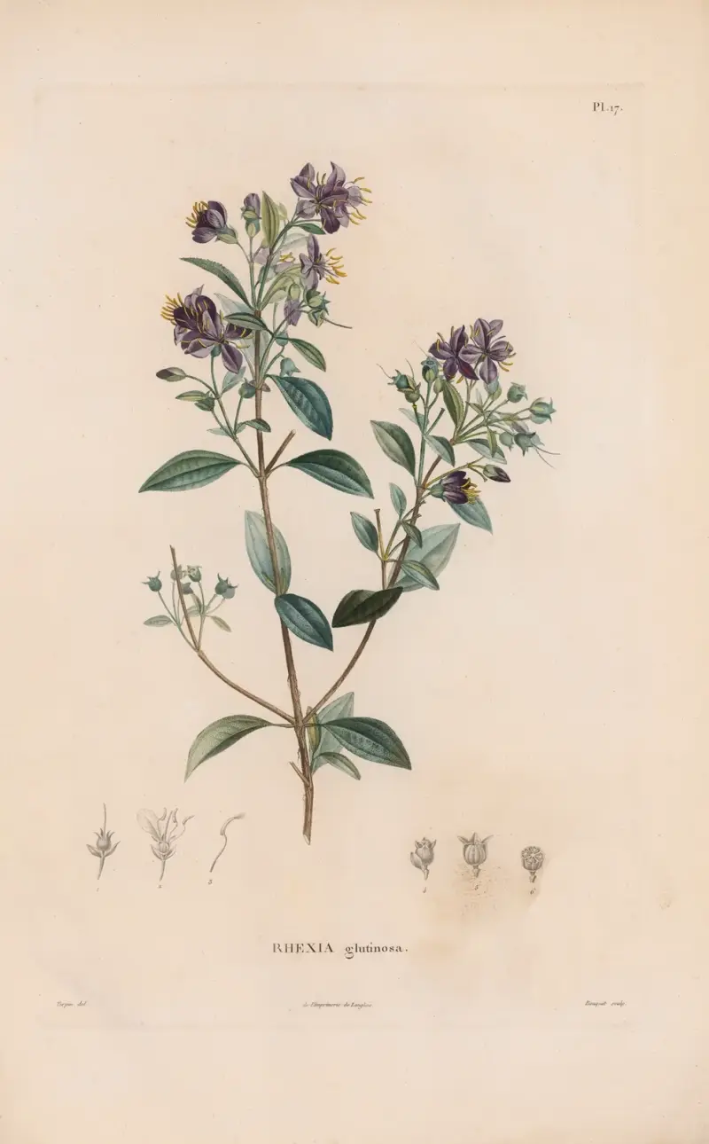 Botanik Taf. 16 von Alexander von Humboldt