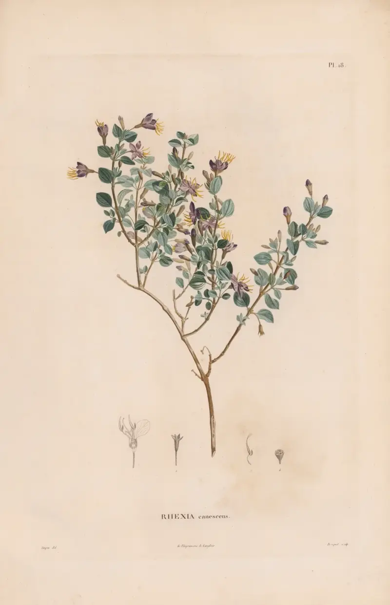 Botanik Taf. 17 von Alexander von Humboldt