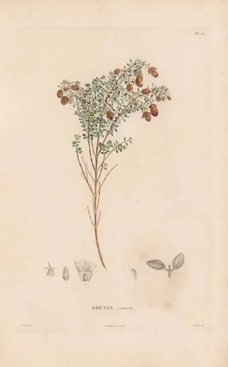 Botanik Taf. 18 von Alexander von Humboldt