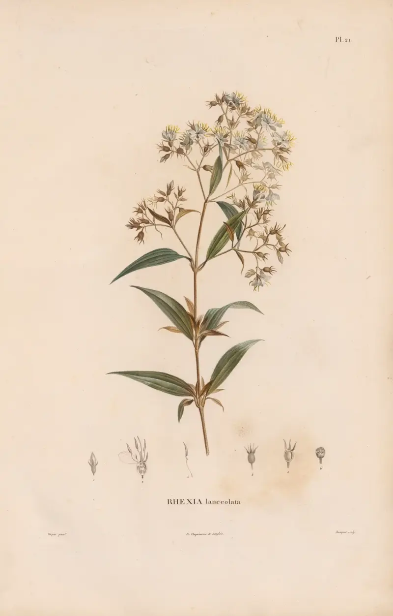 Botanique Pl. 19 von Alexander von Humboldt