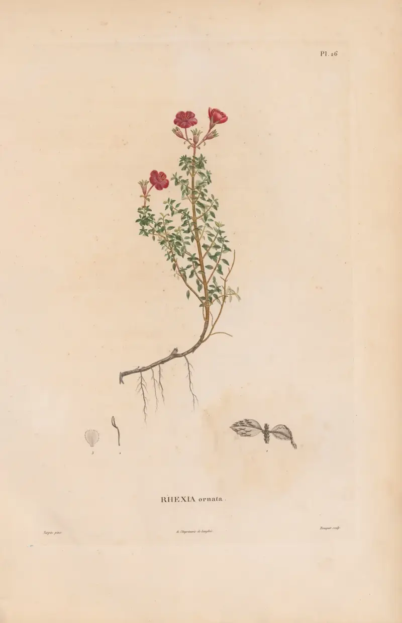 Botanique Pl.20 von Alexander von Humboldt