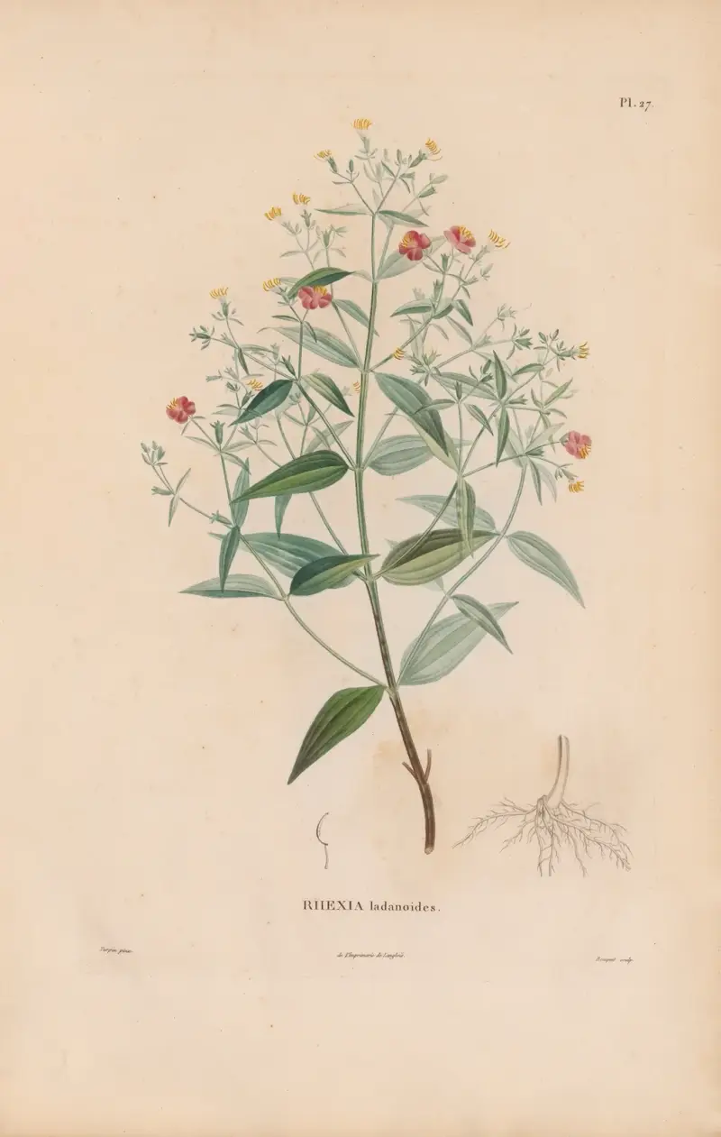 Botanique Pl.21, Alexander von Humboldt