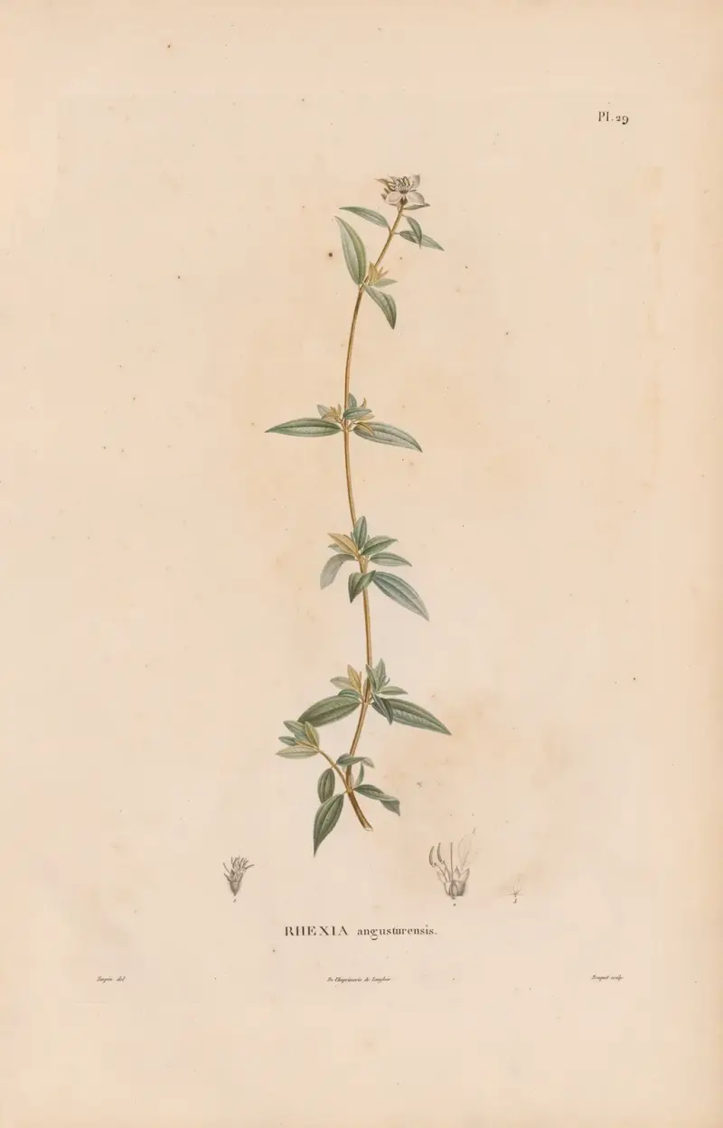 Botanique Pl. 23 von Alexander von Humboldt