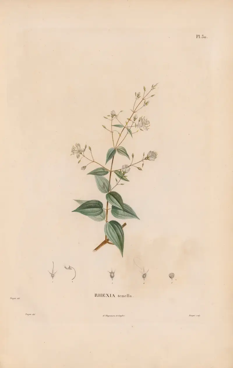 Botanique Pl.24, Alexander von Humboldt