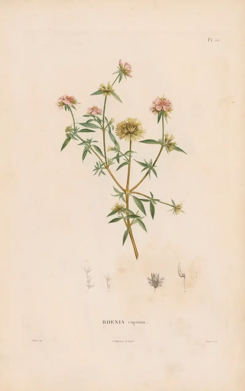 Botanik Taf. 26 von Alexander von Humboldt