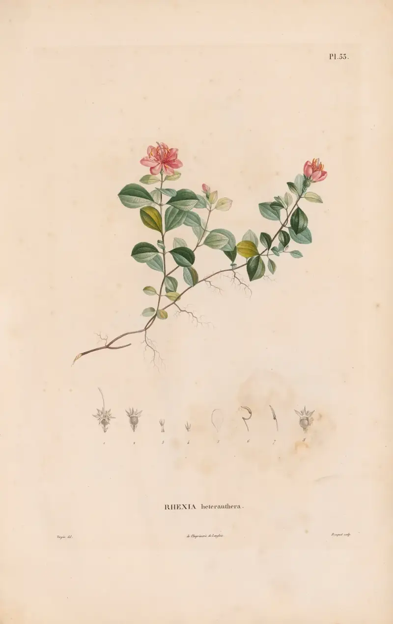Botanique Pl.27, Alexander von Humboldt
