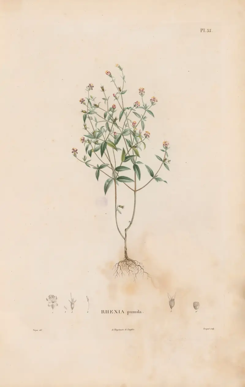 Botanik Taf. 29 von Alexander von Humboldt