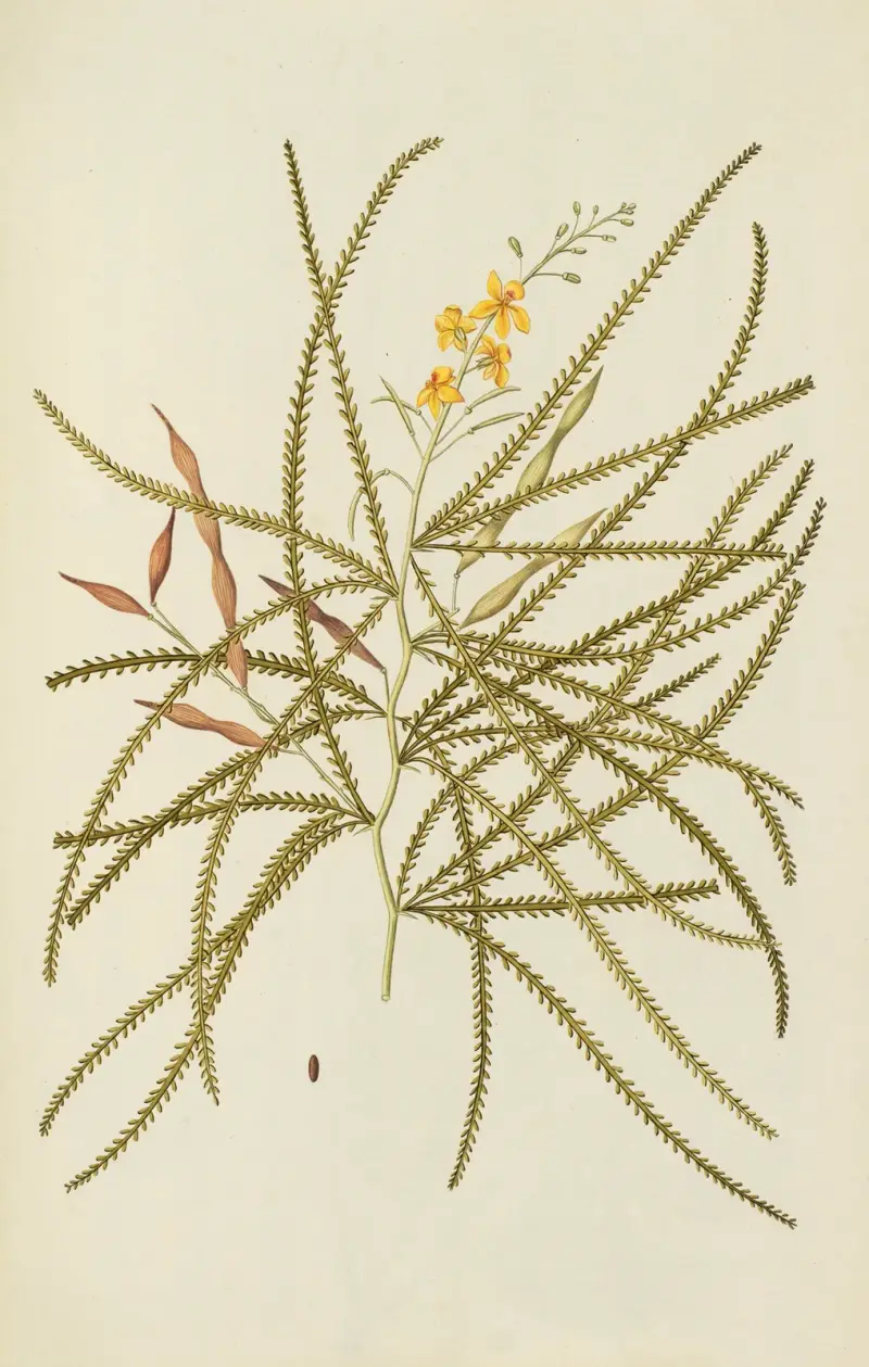 Selectarum stirpium Americanarum historia, plansch 119 av Nikolaus Joseph Freiherr von Jacquin