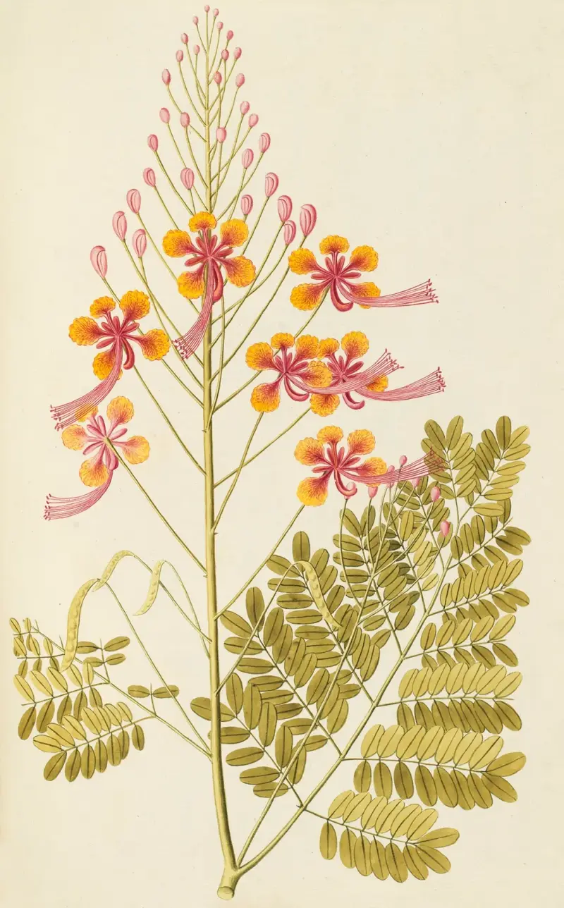 Selectarum stirpium Americanarum historia, plansch 120 av Nikolaus Joseph Freiherr von Jacquin