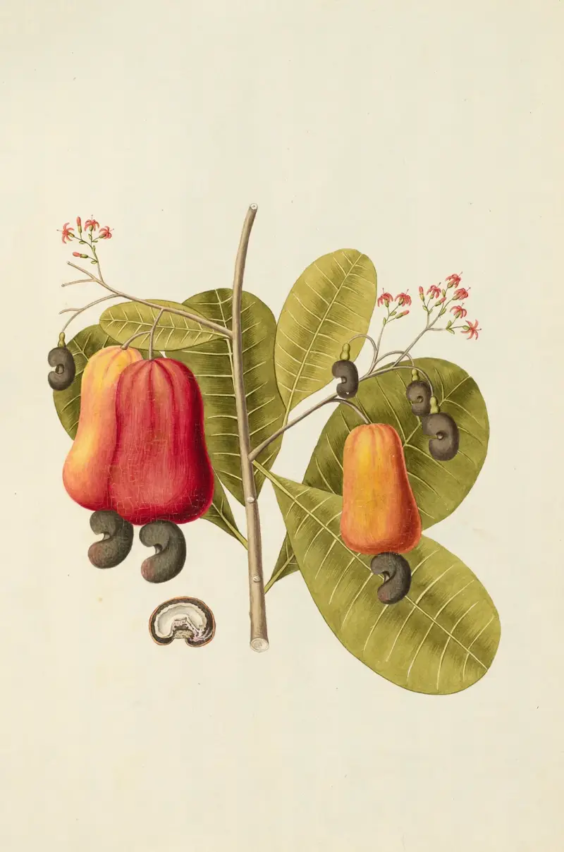 Selectarum stirpium Americanarum historia Pl.121 av Nikolaus Joseph Freiherr von Jacquin