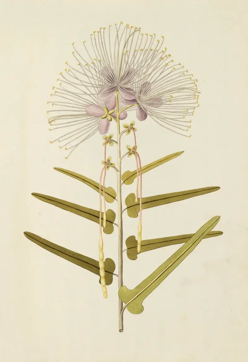 Selectarum stirpium Americanarum historia Pl.147 av Nikolaus Joseph Freiherr von Jacquin
