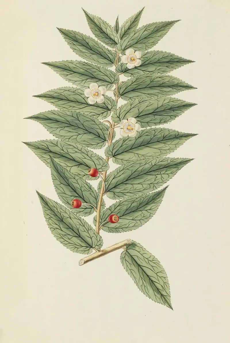 Selectarum stirpium Americanarum historia Pl.158 av Nikolaus Joseph Freiherr von Jacquin