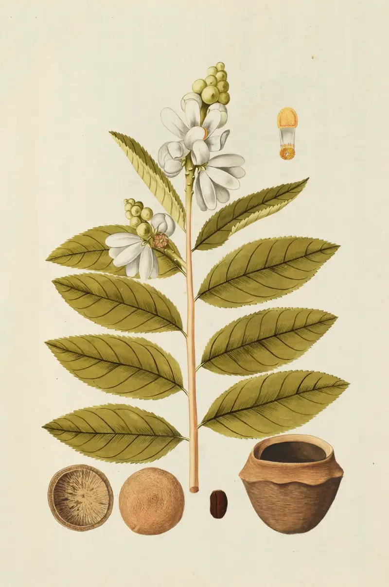 Selectarum stirpium Americanarum historia Pl.160 av Nikolaus Joseph Freiherr von Jacquin