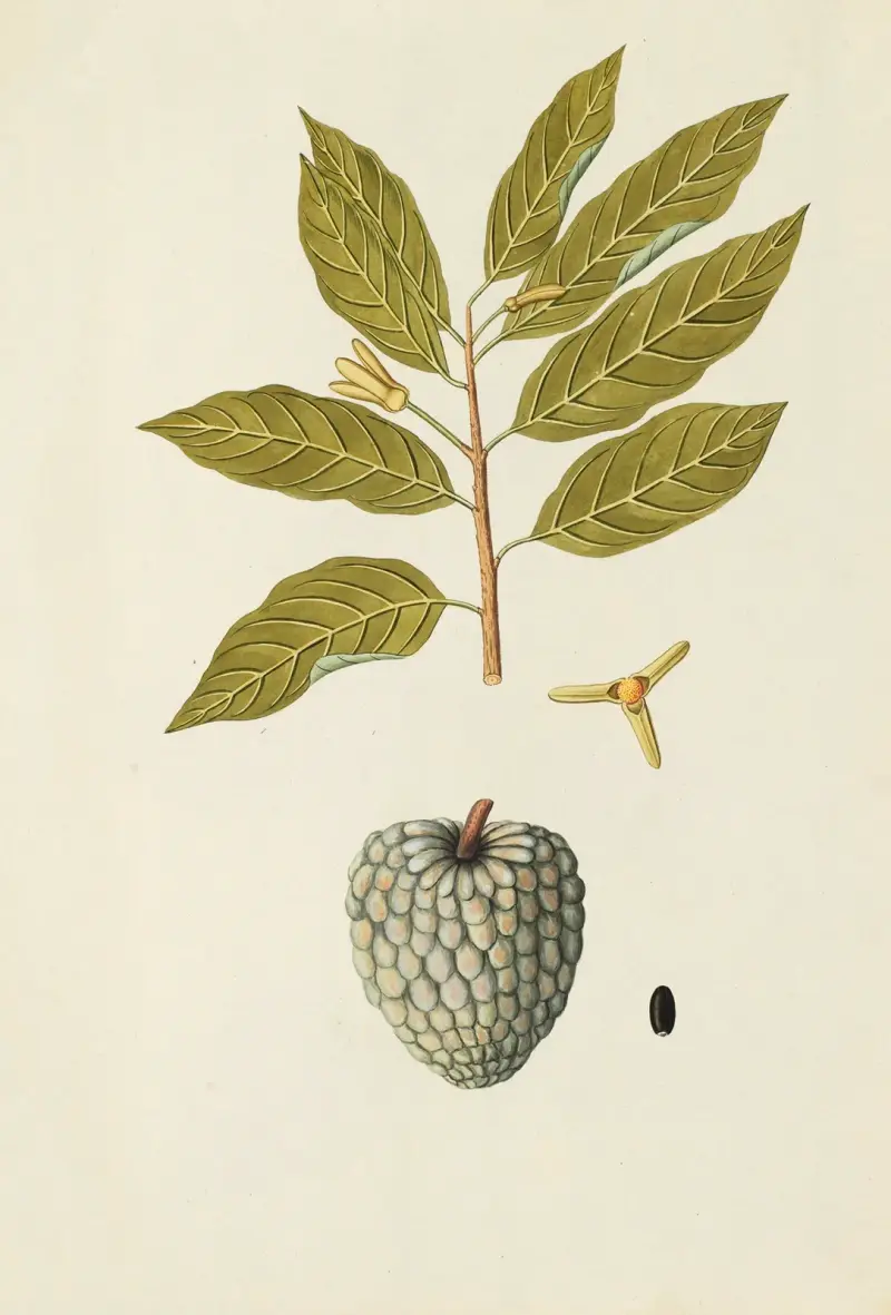 Selectarum stirpium Americanarum historia, plansch 162 av Nikolaus Joseph Freiherr von Jacquin