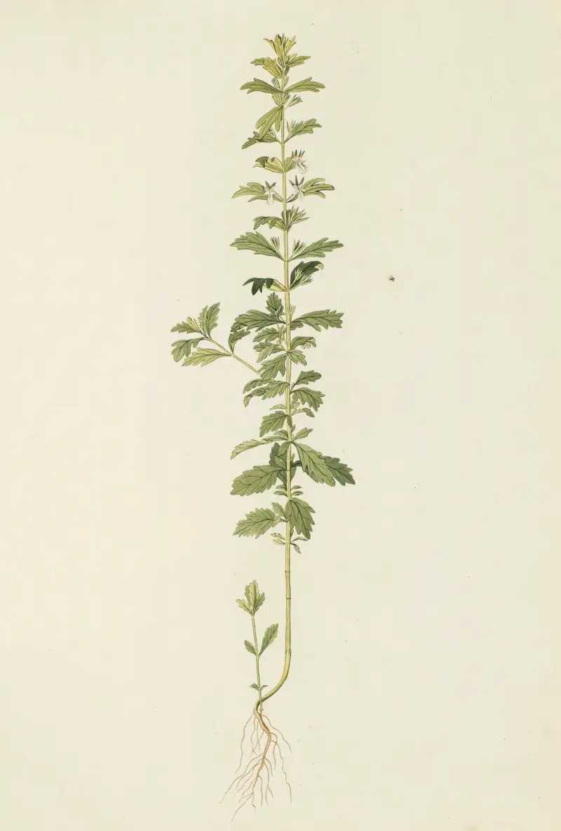 Selectarum stirpium Americanarum historia Pl.164 av Nikolaus Joseph Freiherr von Jacquin