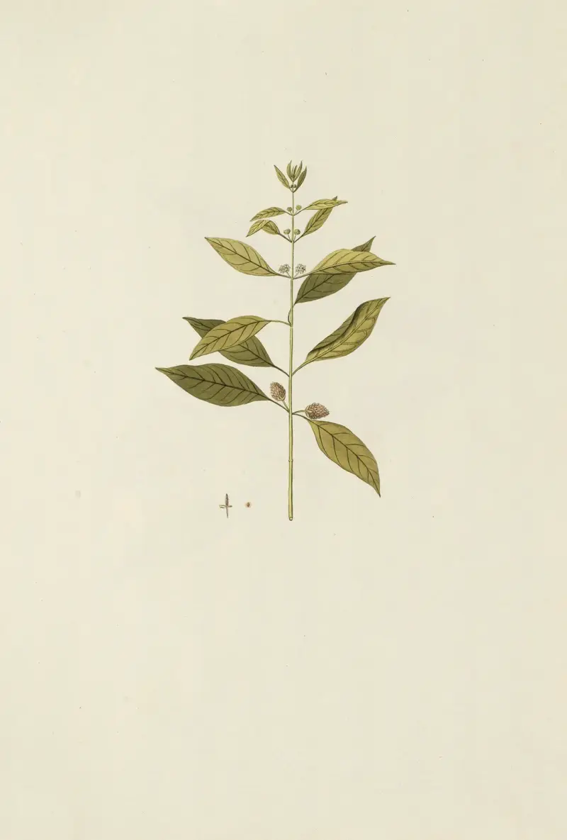 Selectarum stirpium Americanarum historia Pl.168 av Nikolaus Joseph Freiherr von Jacquin