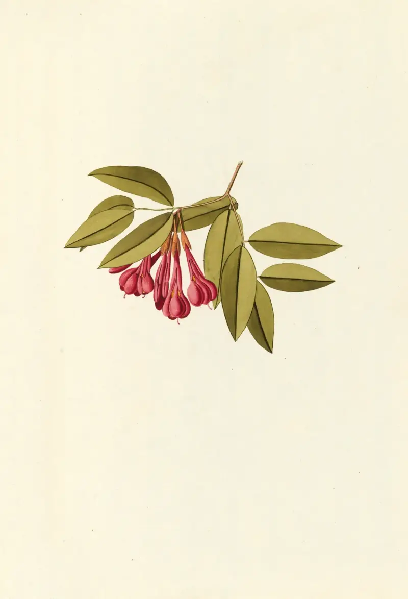 Selectarum stirpium Americanarum historia Taf. 183 von Nikolaus Joseph Freiherr von Jacquin
