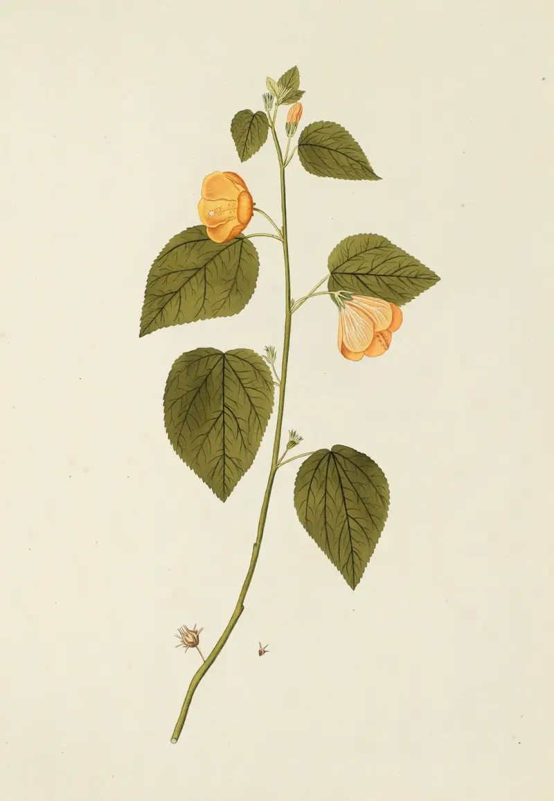 Selectarum stirpium Americanarum historia Pl.185 av Nikolaus Joseph Freiherr von Jacquin