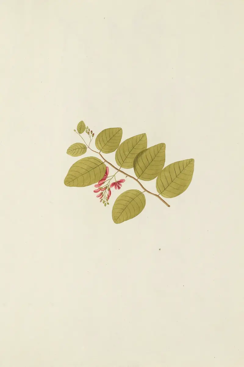 Selectarum stirpium Americanarum historia Pl.186 av Nikolaus Joseph Freiherr von Jacquin