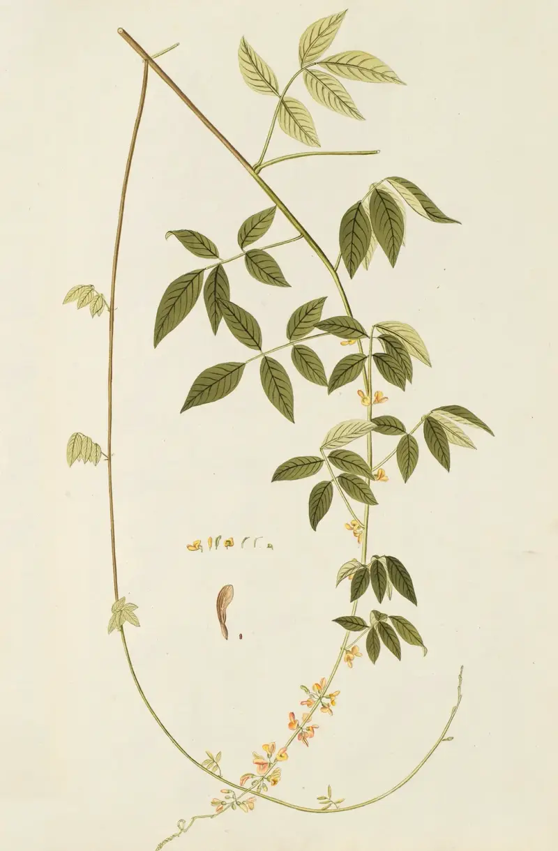 Selectarum stirpium Americanarum historia Pl.187 av Nikolaus Joseph Freiherr von Jacquin