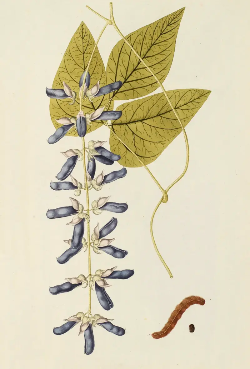 Selectarum stirpium Americanarum historia Pl.188 von Nikolaus Joseph Freiherr von Jacquin