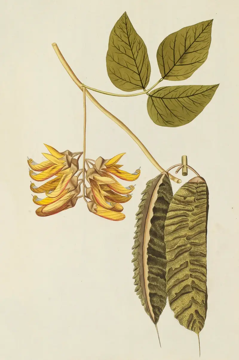 Selectarum stirpium Americanarum historia Pl.189 av Nikolaus Joseph Freiherr von Jacquin