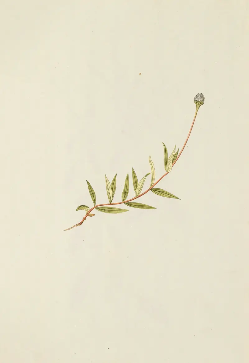 Selectarum stirpium Americanarum historia Pl.194 av Nikolaus Joseph Freiherr von Jacquin