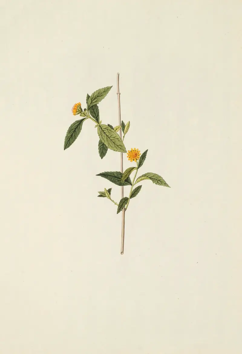 Selectarum stirpium Americanarum historia Pl.198 av Nikolaus Joseph Freiherr von Jacquin