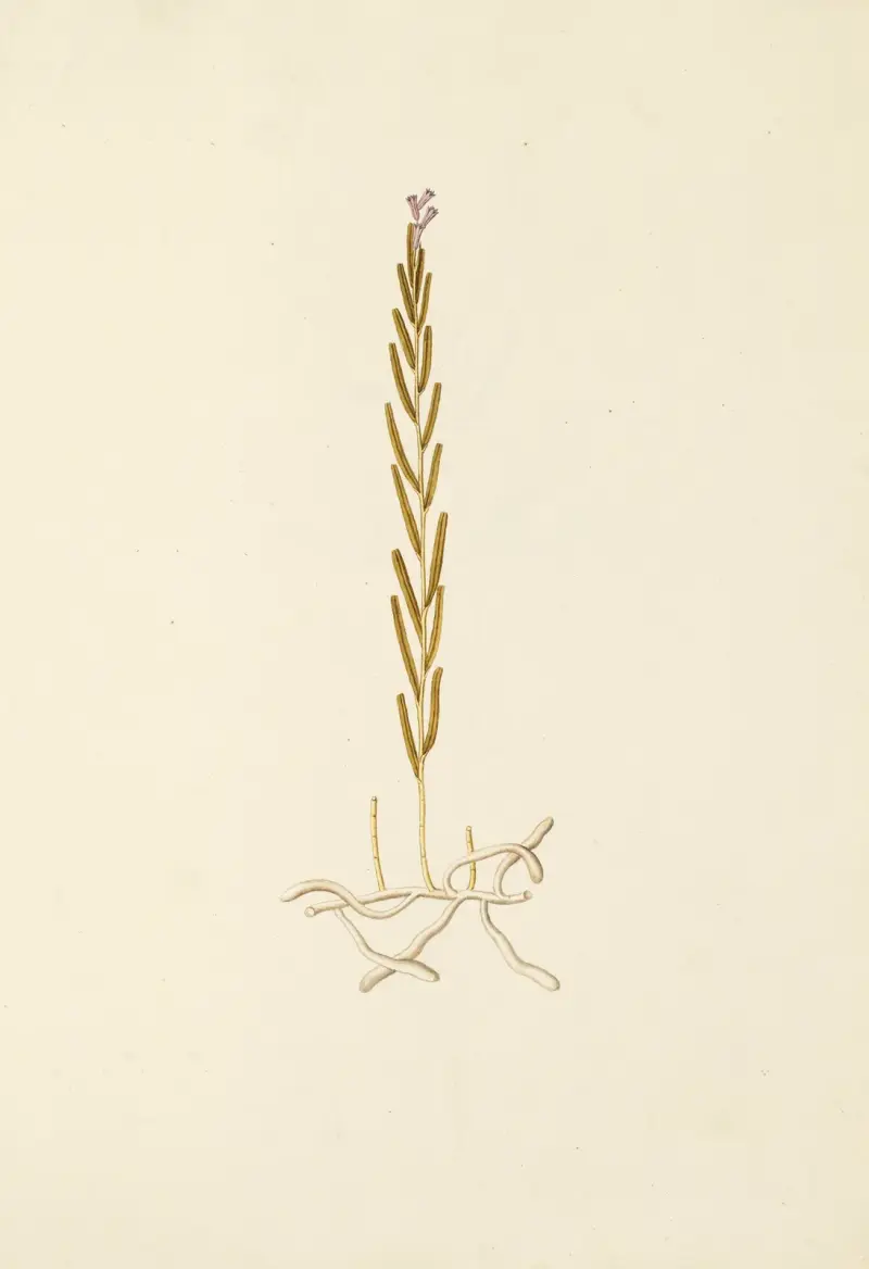 Selectarum stirpium Americanarum historia, tabl. 201, Nikolaus Joseph Freiherr von Jacquin