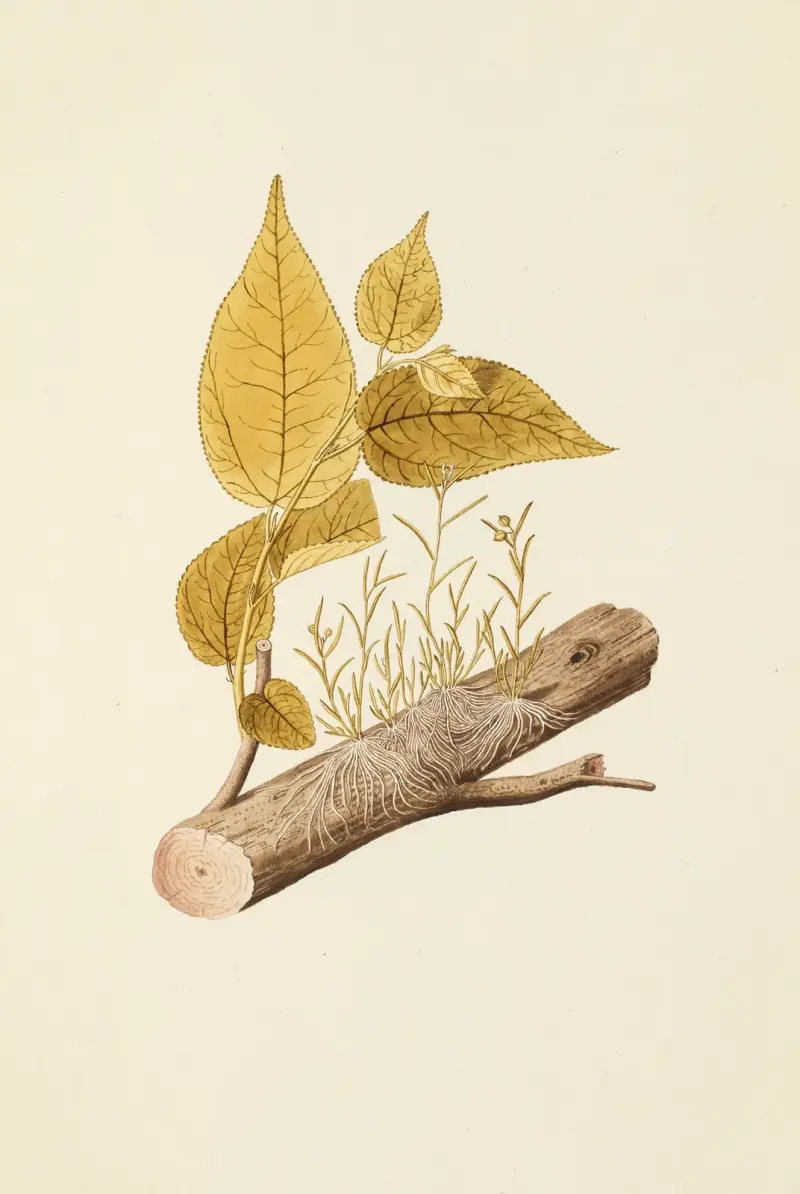 Selectarum stirpium Americanarum historia Pl.203 av Nikolaus Joseph Freiherr von Jacquin