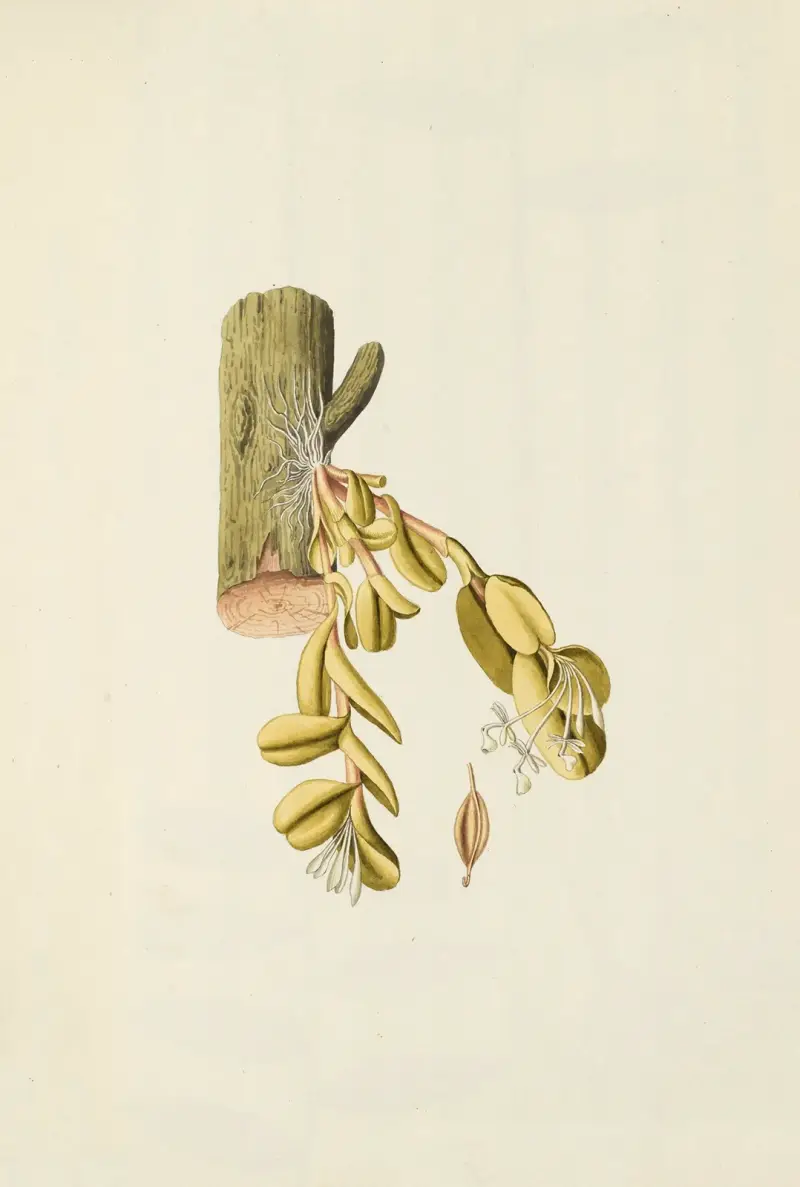 Selectarum stirpium Americanarum historia Pl.206 av Nikolaus Joseph Freiherr von Jacquin