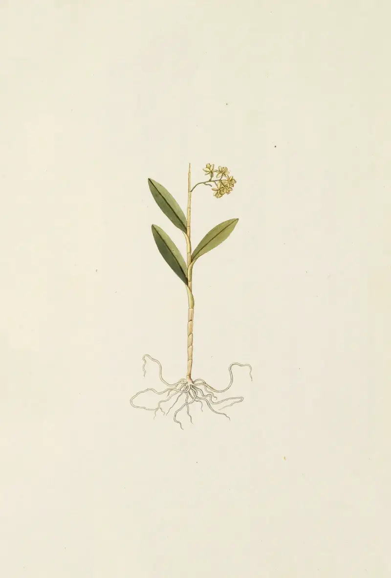 Selectarum stirpium Americanarum historia Pl.208 av Nikolaus Joseph Freiherr von Jacquin
