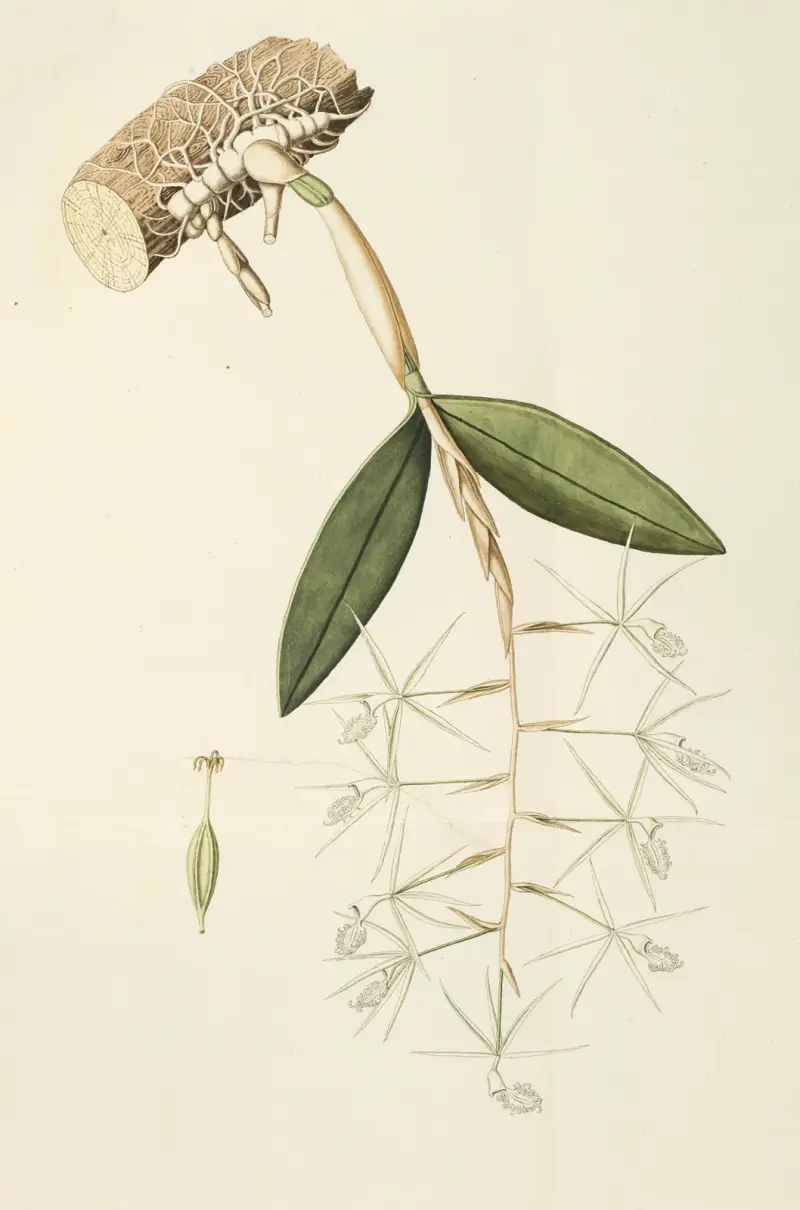 Selectarum stirpium Americanarum historia Pl.209 av Nikolaus Joseph Freiherr von Jacquin