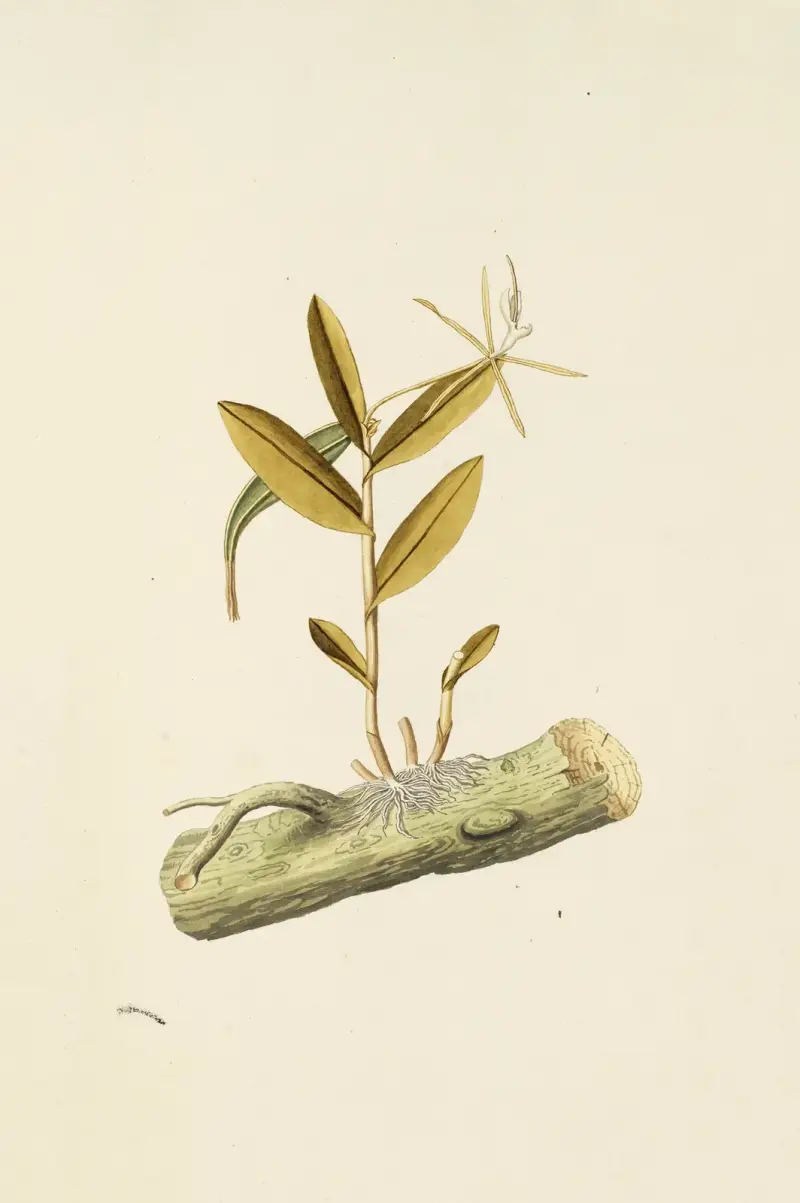 Selectarum stirpium Americanarum historia Pl.210 av Nikolaus Joseph Freiherr von Jacquin