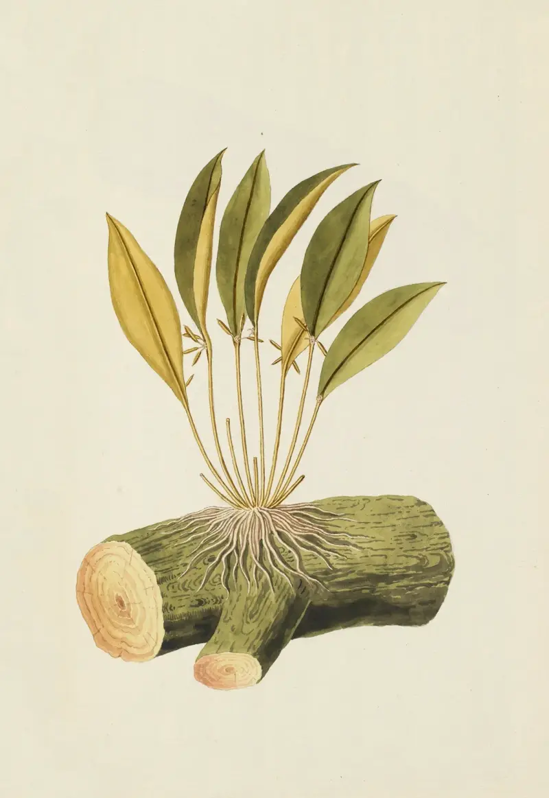 Selectarum stirpium Americanarum historia, plansch 212 av Nikolaus Joseph Freiherr von Jacquin