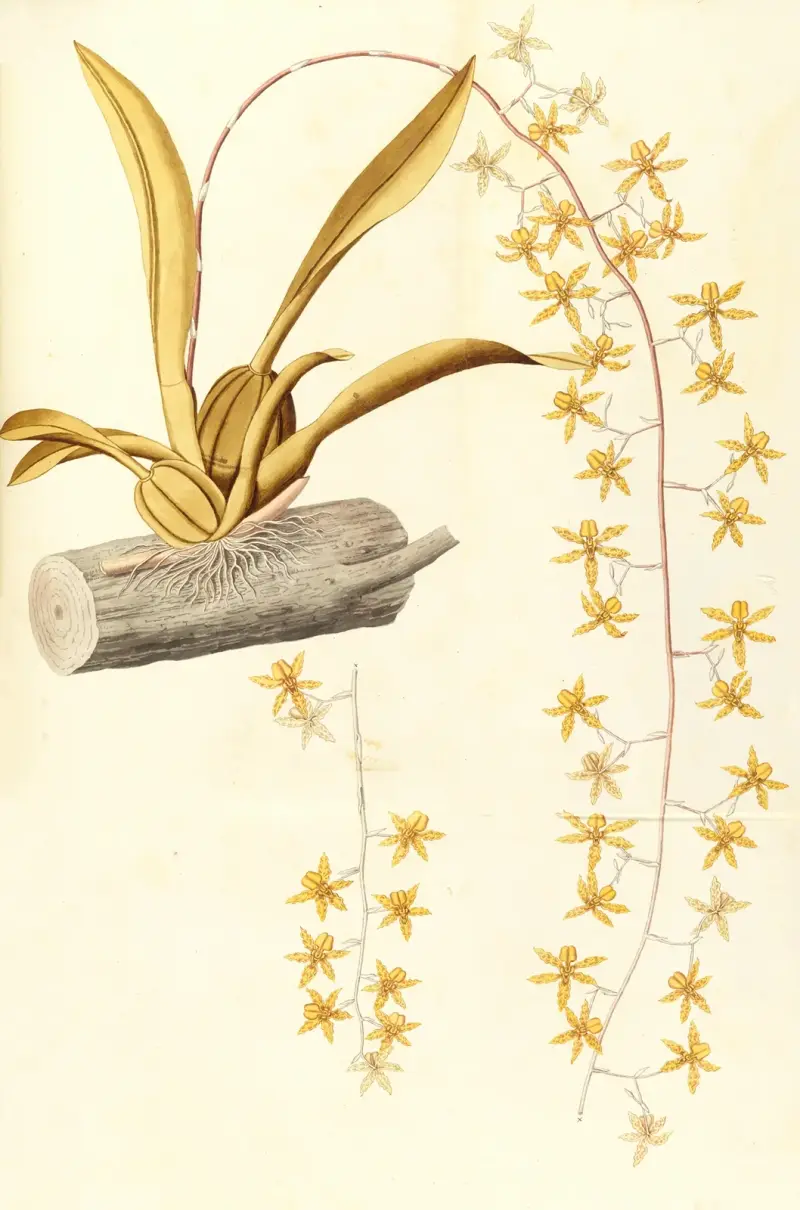 Selectarum stirpium Americanarum historia Pl.215 av Nikolaus Joseph Freiherr von Jacquin