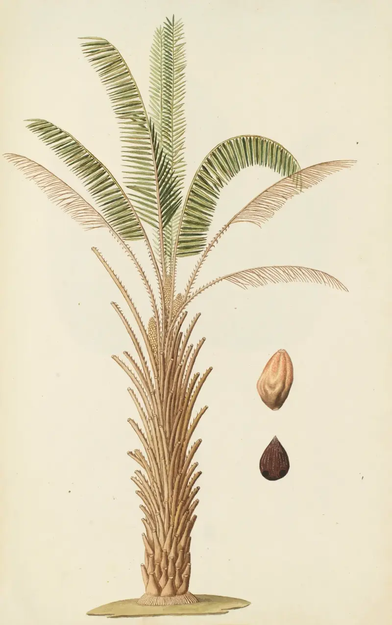 Selectarum stirpium Americanarum historia, plansch 257 av Nikolaus Joseph Freiherr von Jacquin
