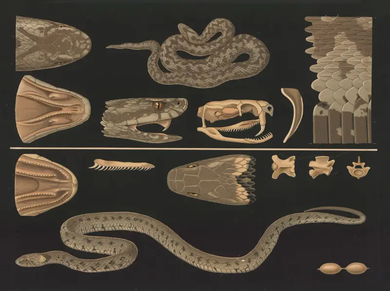 Huggorm (Vipera berus), snok (Natrix natrix) av Gottlieb von Koch