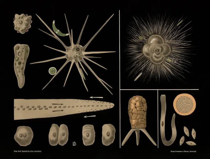 Amoeba, Rotalia, Difflugia, Gregarina av Gottlieb von Koch