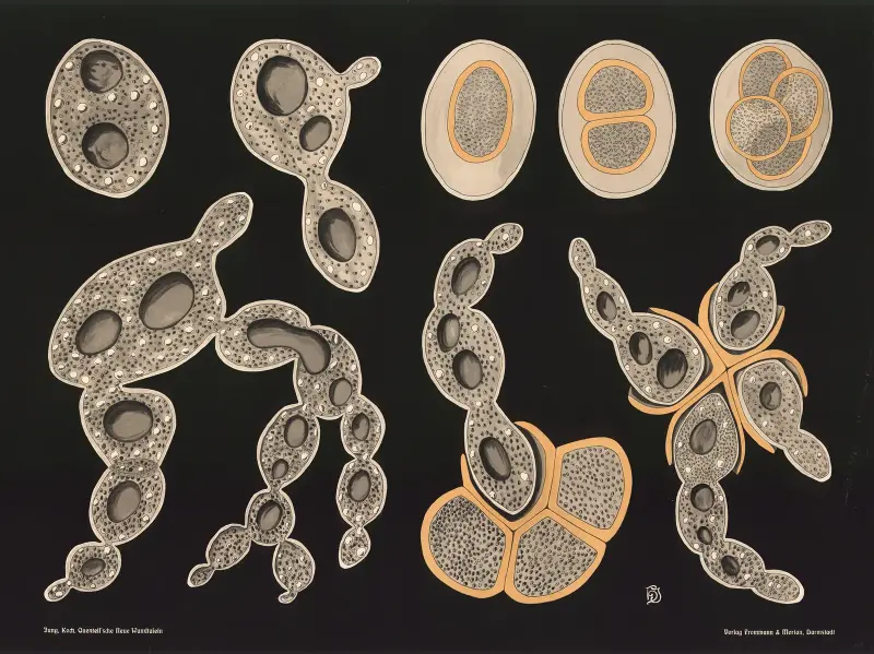 Drożdże piwowarskie (Saccharomyces cerevisiae), Gottlieb von Koch