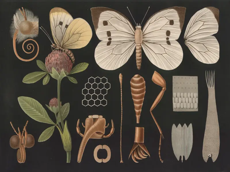 Kålvinge (Pieris brassicae) II av Gottlieb von Koch