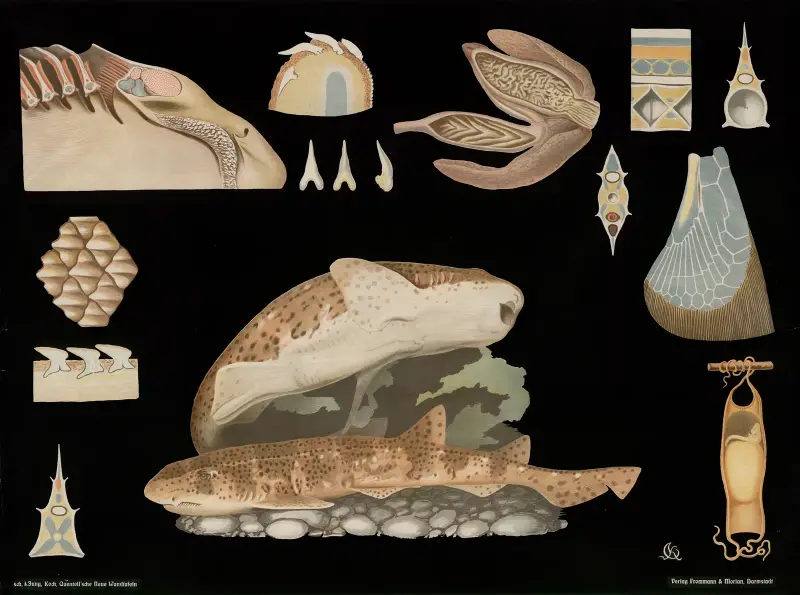 Catshark (Scyllium catulus) av Gottlieb von Koch