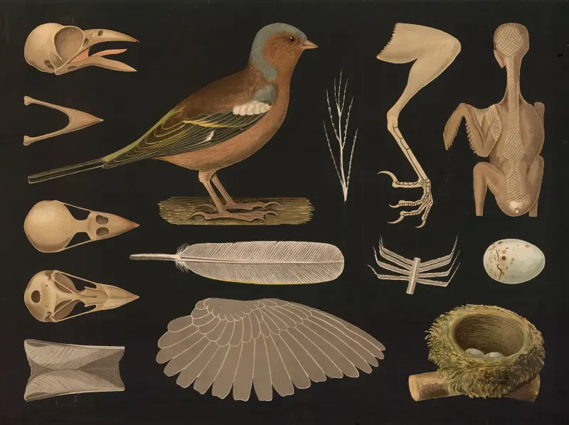 Chaffinch (Fringilla coelebs) av Gottlieb von Koch