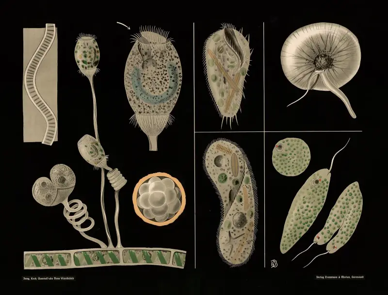 Ciliáti (Vorticella, Paramecium, Stylonichia, Euglena, Noctiluca), Gottlieb von Koch