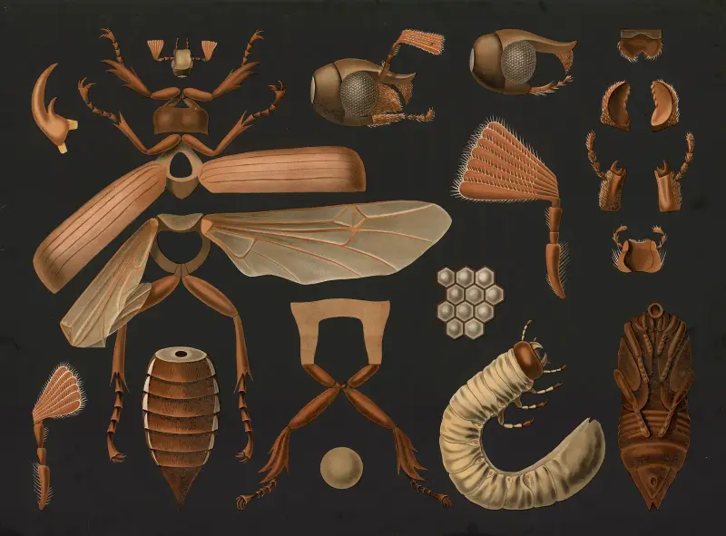 Cockchafer (Melolontha melolontha) av Gottlieb von Koch