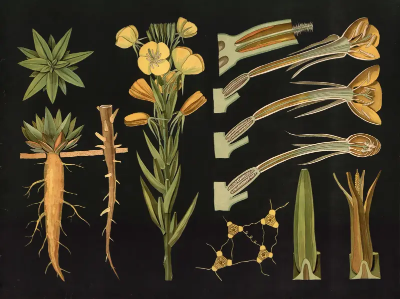 Vanlig nattljus (Oenothera biennis) av Gottlieb von Koch